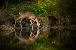 Photographie Cyril Navarro